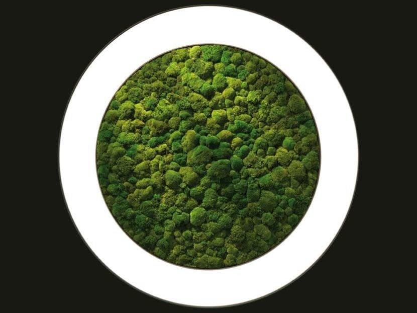 Dried moss LED wall lamp | Luce Verde Anello by Sattler